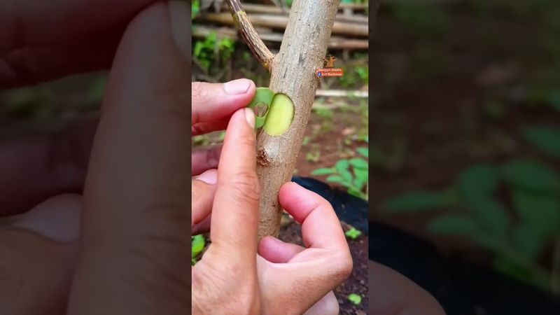 learn simple grafting #bonsai #bonsaitree #grafting #gardening