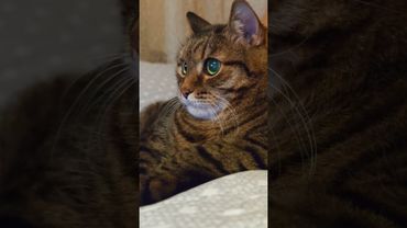 Окрошка 🥗🍺🙀🤣 #cat #кот #юмор #котушка #приколы #цитаты