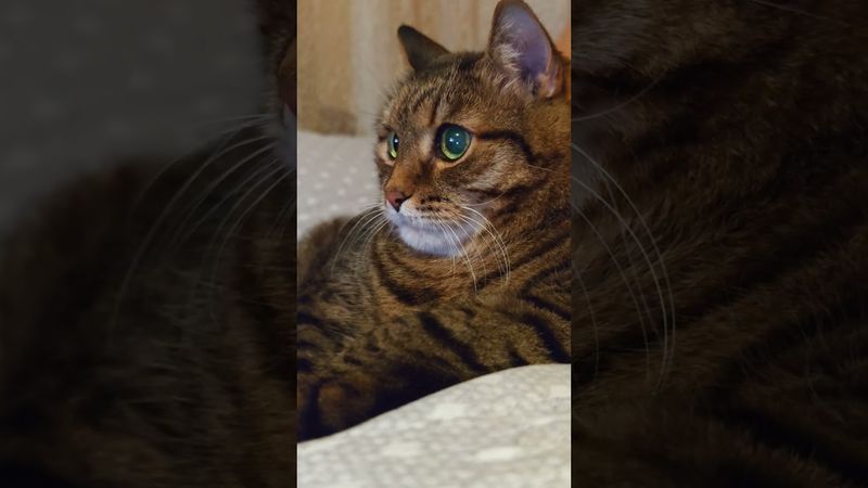 Окрошка 🥗🍺🙀🤣 #cat #кот #юмор #котушка #приколы #цитаты