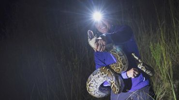 Как охотница на питонов уничтожает инвазивных змей во Флориде