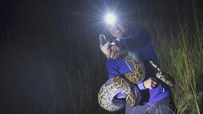 Как охотница на питонов уничтожает инвазивных змей во Флориде
