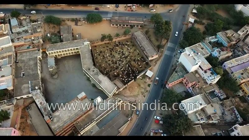 पुष्कर शहर की पृष्ठभूमि में रत्नागिरी पहाड़ी पर स्थित सावित्री मंदिर: हवाई दृश्य