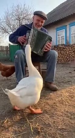 ох і пляше гусьок