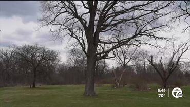 Sterling Heights residents hope to save 250-year-old tree from being cut down