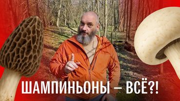 Шок-контент: сморчки и шампиньоны есть больше нельзя