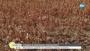 Нулева реколта от царевица в Монтанско: Земеделци са пред фалит заради сушата