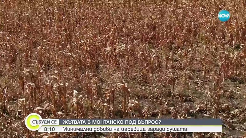 Нулева реколта от царевица в Монтанско: Земеделци са пред фалит заради сушата