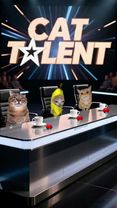Bienvenidos a Cat Talent, ¿Cuál es tu favorito? 😼 #gatitoslindos #sto...
