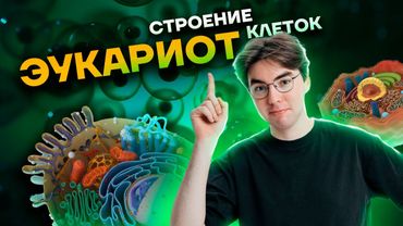 Строение клеток эукариот | Биология ОГЭ 2023 | Умскул