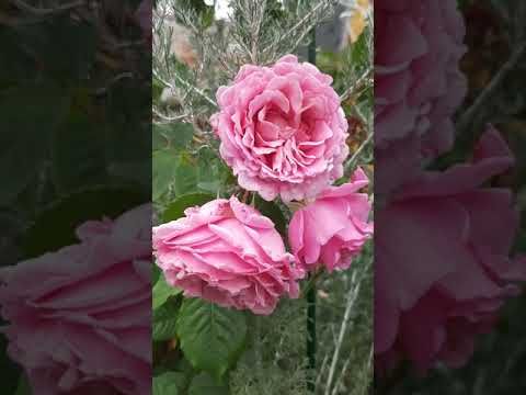 #shorts Роза Бьенвеню (Bienvenue)