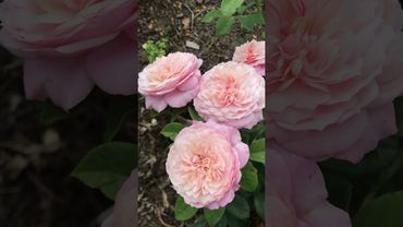 Роза Констанс