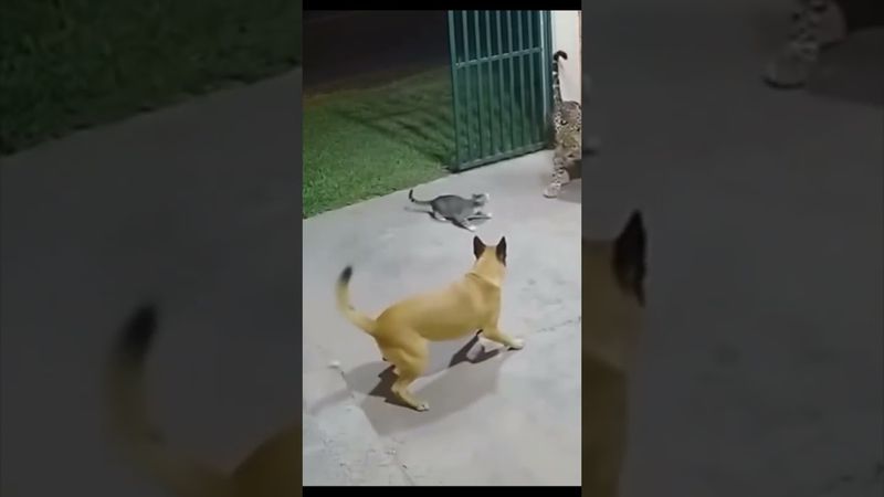 кот-брюс ли (уничтожен) 😂💯 #cat #top #reels #shorts #youtube #ytshorts #youtubevideo #russia