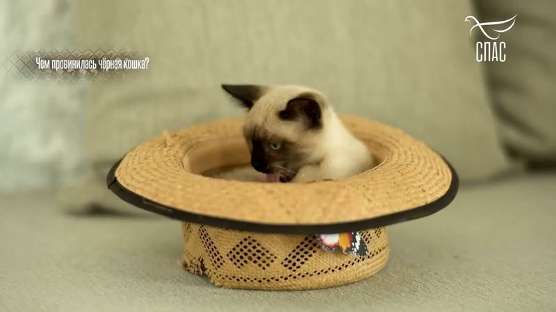 КАК ЧЁРНАЯ КОШКА СТАЛА СИМВОЛОМ ЗЛА??? #промыслБОЖИЙ #чудоБОЖИЕ