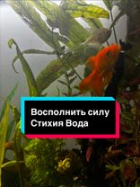 Под ночной луной стояла силы в себя питала великая вода сильная вода ...