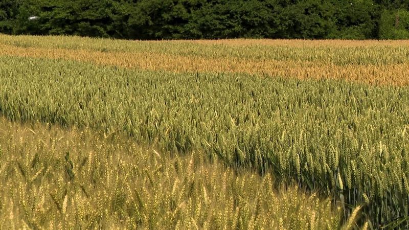 Plodovi zemlje, 22. lipnja 2025.