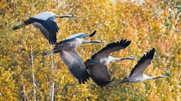 Музыка  Для Души ,,ЖУРАВЛИ,, Музыка  Сергей  Грищук  #музыкасергейгрищук #музыка