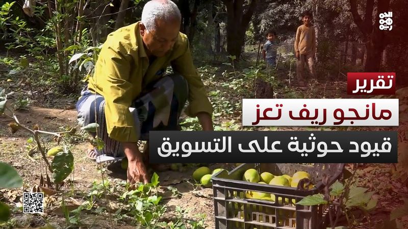 مانجو ريف تعز.. وفرة الإنتاج تحدها قيود الحوثي على التسويق