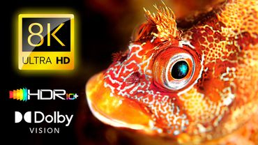 Il Meglio dell’Esplosione di Colori Dolby Vision 8K HDR 60FPS 4K Video ULTRA HD - 8K / 4K TV