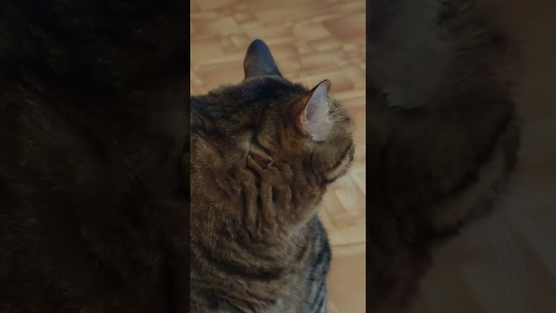 Куда потратили?💸🤔🙀🤣 #cat #кот #юмор #приколы #котушка #озвучка