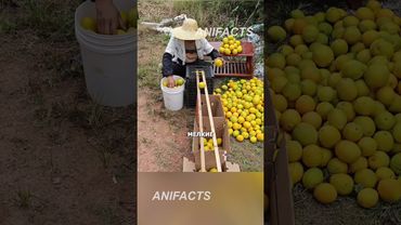 Как сэкономить на сортировке? #агротехнологии #рецепты #китай