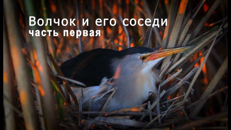Волчок и его соседи. Часть 1