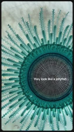 NOT A JELLYFISH!! Blue buttons (Porpita porpita) are hudrozoans that ...