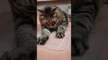 Никогда не говори 🤫🙀😉🤣 #cat #кот #юмор #котушка #приколы #цитаты #смех