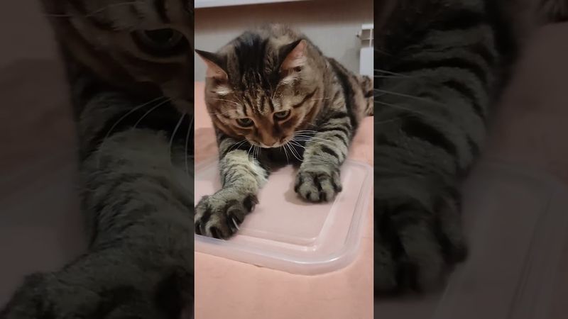 Никогда не говори 🤫🙀😉🤣 #cat #кот #юмор #котушка #приколы #цитаты #смех