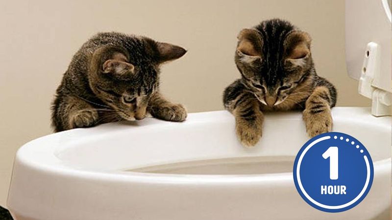 These CATS are too FUNNY! 🤣 | New Cat Videos 2025