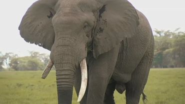 Конфликт между слонами и людьми пытаются ослабить в Зимбабве