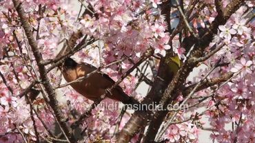 More Himalayan wild Cherry blossom in video than Rufous Sibia but bird avisits for insects & nectar