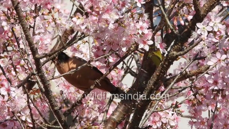 More Himalayan wild Cherry blossom in video than Rufous Sibia but bird avisits for insects & nectar