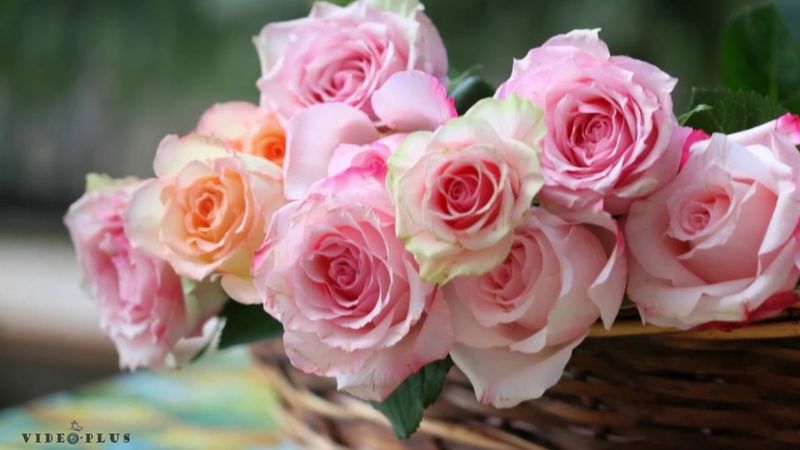 #Розы - воплощенная #красота на Земле. /#видеореклама/, #видеомонтаж