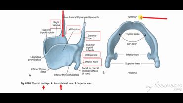 Laryngeal cartlilages