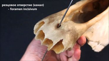 резцовая кость домашних животных