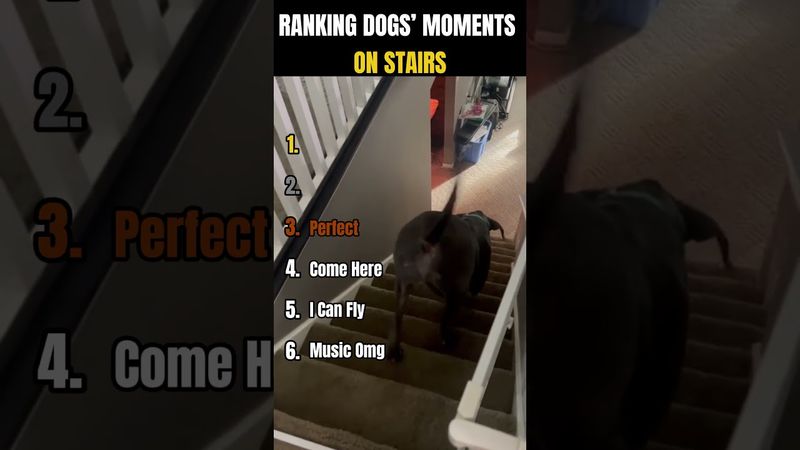 Ranking Dogs Moments on Stairs I "Stairs? No problem!" 🐾