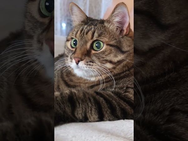 Надо приложить усилия 😻🙀😉🙀 #cat #кот #кино #фильмы #котушка #цитаты #приколы