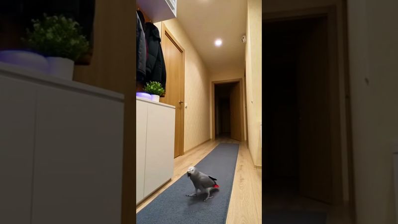 Попугаю скучно стало! 🦜😄 #shorts #parrot #africangrey #funnyparrot #smarthome #voiceassistant #алиса