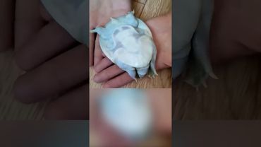 Ей ПАНЦИРЬ НЕ Поможет! Мягкотелая Черепаха #шортс