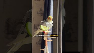 Свист Кореллы 😂 поющий и говорящий попугай #попугай #корелла #birds #птицы #corella #животные