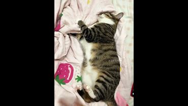 猫🐱：不是老登你给我施了什么法术我的怎么不受我控制#猫咪的迷惑行为 #脾气好的猫 #可爱的小猫咪 #狸花猫真的不好惹 #虎子不是闹闹