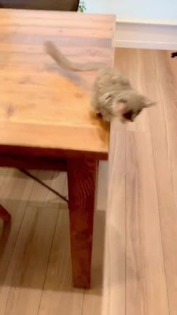 #happy #funnyvideos #catu #galago 