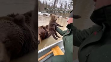Медведица с детенышем оказались в ловушке половодья 😢🐻