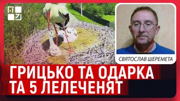 Грицько та Одарка та 5 лелеченят: драма у сім'ї, вигодовування Катерини, гніздо на гугл-картах