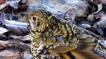 Scaly Thrush super camouflaged muddles around leaf litter on forest floor at wildfimsindia forests