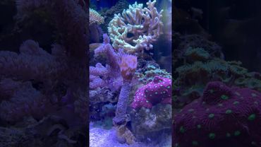 Веерный червь