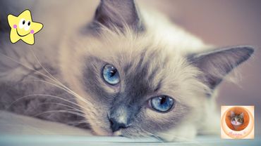 😻 Море позитива! Забавные котики, которые покорят твоё сердце! 🐾🎉