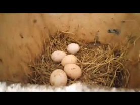 Будет бойня РФ с Европой, вас уже оповещают. Мысли из деревни.