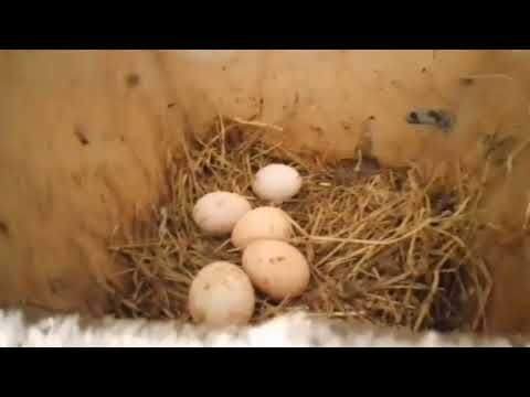 Будет бойня РФ с Европой, вас уже оповещают. Мысли из деревни.