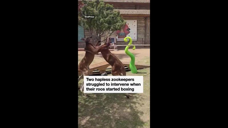 Zookeepers try to break up fight between two kangaroos
